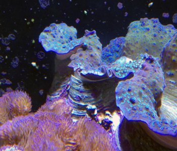 Gigas vs Gigantea 02.jpg