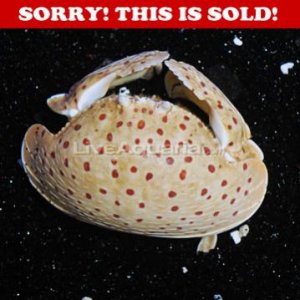 Calappa calappa red spotted box crab.jpg