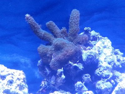 Hawaiian NAUSTA.jpg
