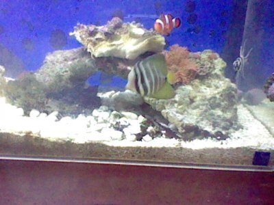 A sailfin2.JPG