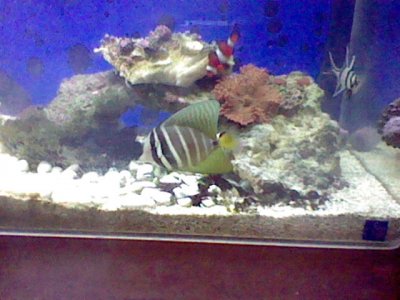 A sailfin3.JPG