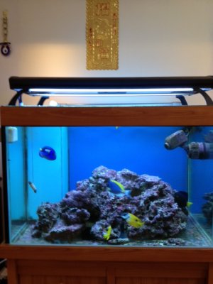 fish tank.jpg