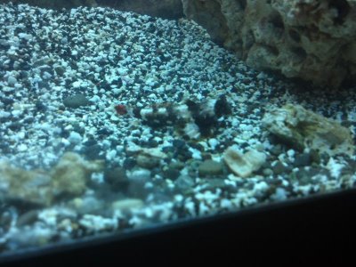 Scooter Blenny.jpg