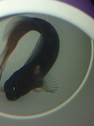 IMG_1554.jpg IMG_1554.jpg