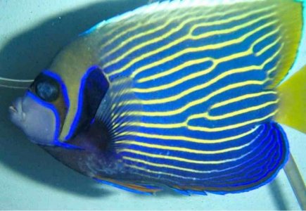 ImageUploadedByTapatalk1378081392.795635.jpg ImageUploadedByTapatalk1378081392.795635.jpg