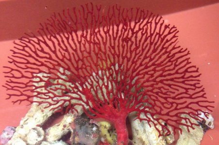 00 Red Sea Fan m.jpg