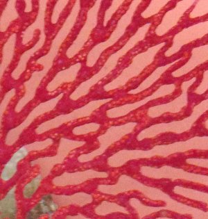 00 Red SF Polyps.jpg