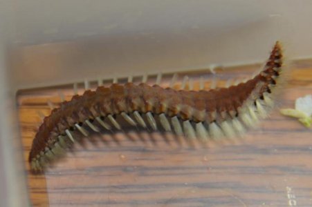 worm003.jpg