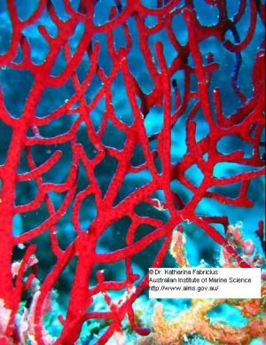 echinogorgia_sp_1.jpg