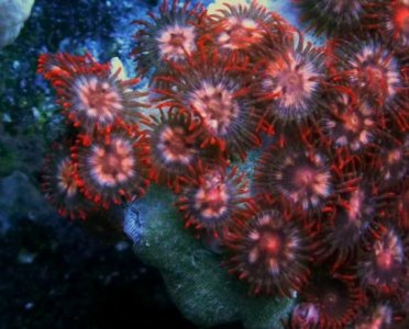 KillerClownsZoas6-13T10.jpg