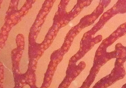 01 RSF Polyps.jpg