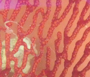 03 RSF Polyps.jpg