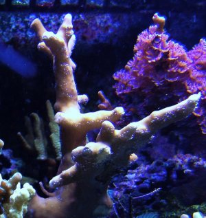 0 FireCoral Millepora.jpg