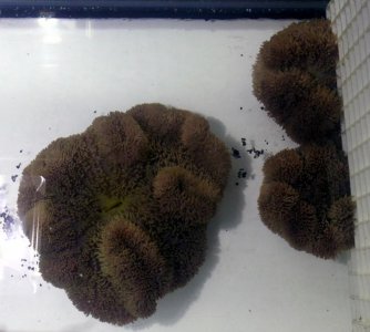 PetcoGigantea2013090503.jpg
