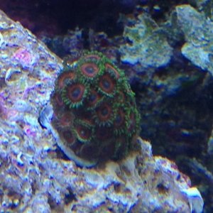 coral 1.JPG