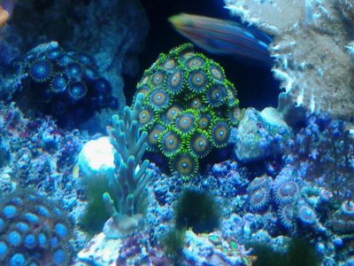 mixed zoas.jpg