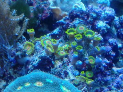 zoas.jpg