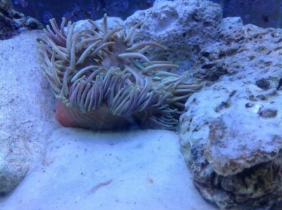 amem viewed correctly.jpg