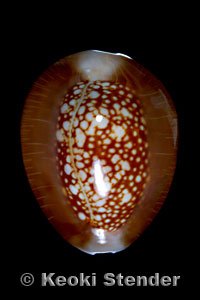 cypraea-caputophidii-5.jpg