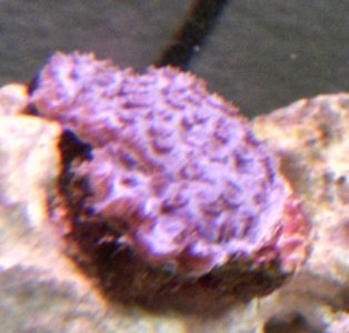 Coral 1.jpg