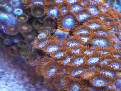 zoas.jpg