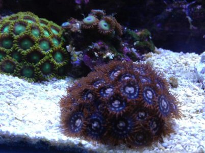 zoas.jpg