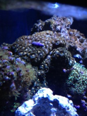 Zoas.jpg