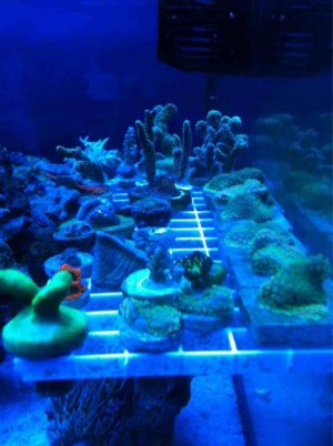 ImageUploadedByTapatalk1379381988.736583.jpg ImageUploadedByTapatalk1379381988.736583.jpg