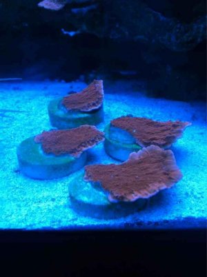 ImageUploadedByTapatalk1379382002.836955.jpg ImageUploadedByTapatalk1379382002.836955.jpg