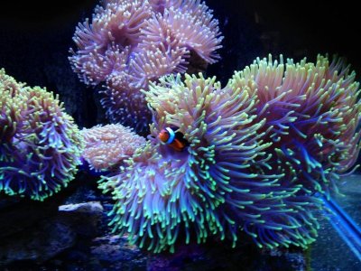 magnifica and clown.jpg