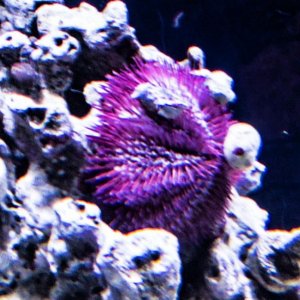 urchin1.jpg