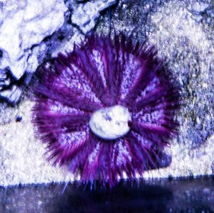 urchin2.jpg