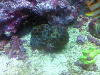 Acan Echinata.jpg