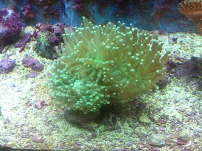 Electric Green Torch Coral.jpg