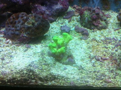 Electric Green Trumpet Coral.jpg