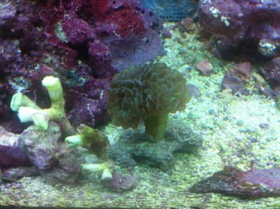 Hammer Coral - 2-3 heads.jpg