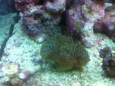 Hammer Coral 4-5 Heads.jpg