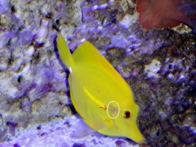 yellow tang gills-1 (800x599).jpg