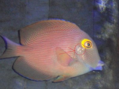 spots on kole (800x600) (2).jpg