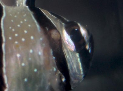 banggai cardinalfish1.jpg