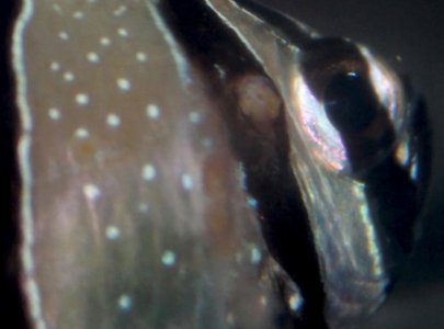 banggai cardinalfish2_.jpg