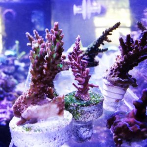 IMG_20130903_183937.jpg