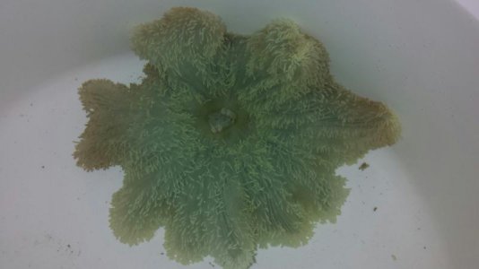 Green Gig Carpet - Day 1 (09_19_13).jpg