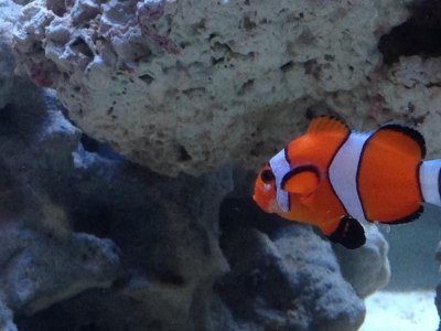 Clownfish.jpg