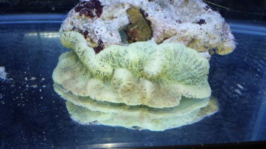 Green Gig Carpet - Day 3 With Lights (09_21_13).jpg