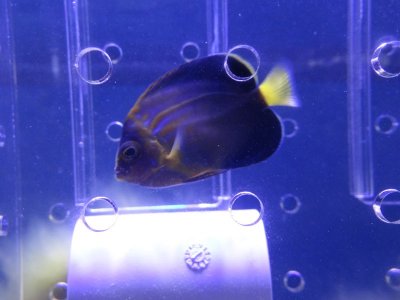 nouveaux poissons 030 [1600x1200].JPG