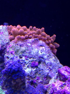 image-1439486715.jpg image-1439486715.jpg