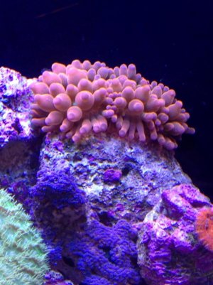 image-3235528982.jpg image-3235528982.jpg