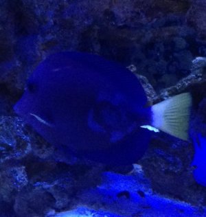 Purple Tang.jpg