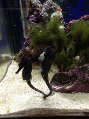 seahorses1.jpg